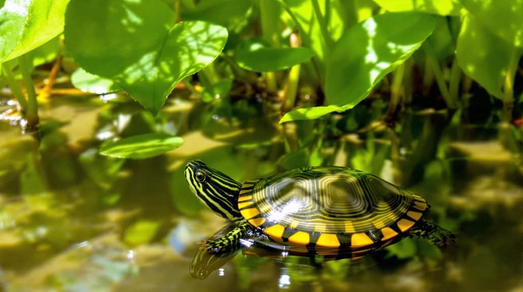 caring for three striped mud turtle